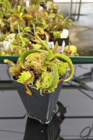 Close Up of Nepenthes diabolica (=Red Hairy Hamata = RHH) | Andreas Wistuba | AW-14 | H23937