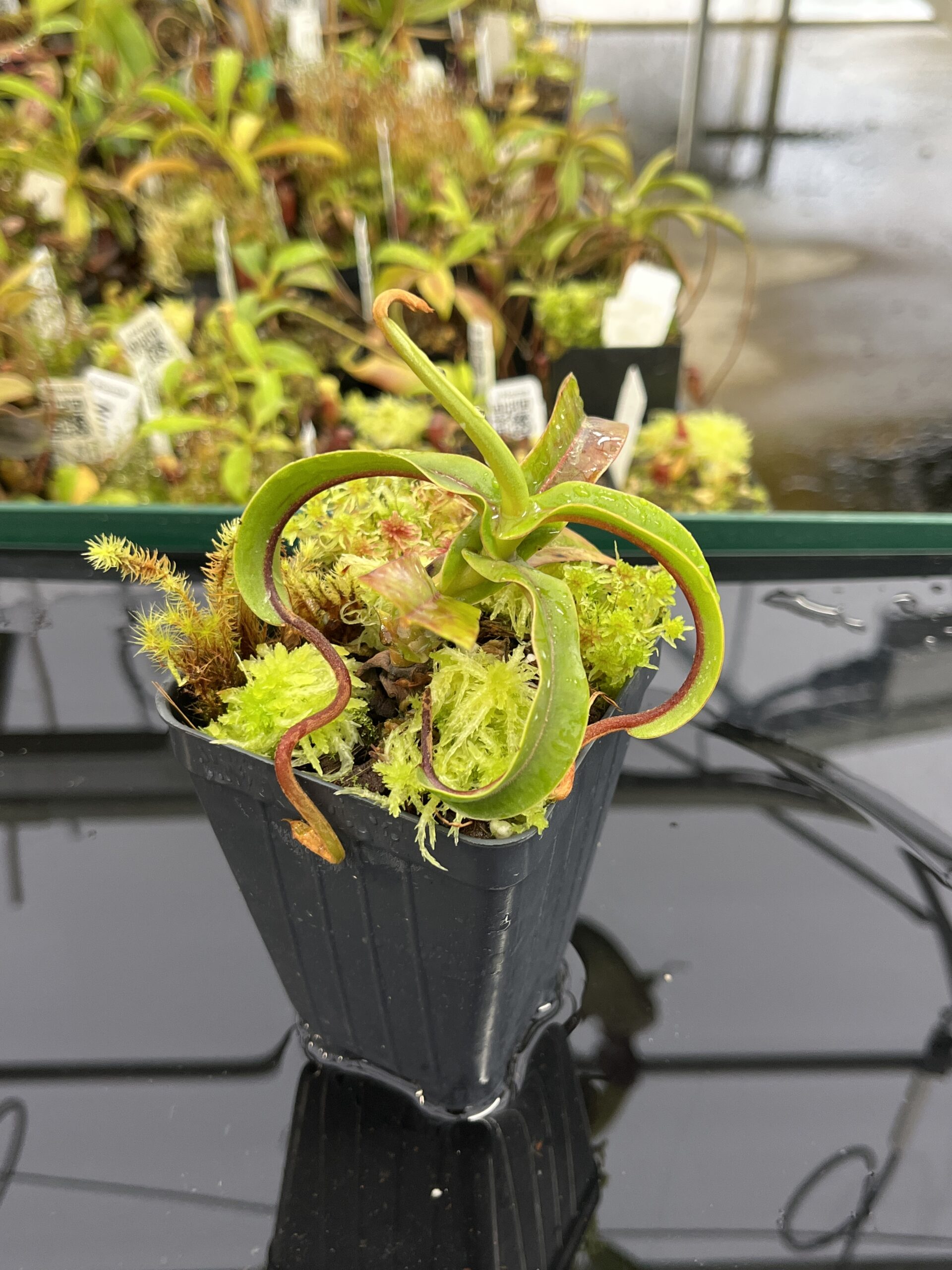 Close Up of Nepenthes diabolica (=Red Hairy Hamata = RHH) | Andreas Wistuba | AW-14 | H23937