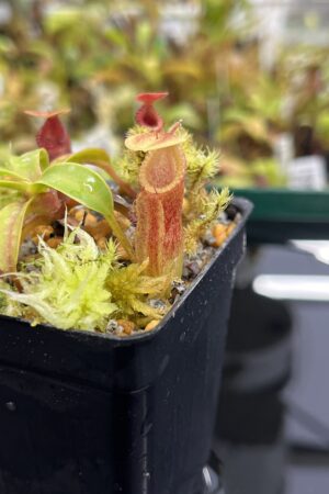 Close Up of Nepenthes (diabolica x hamata) x edwardsiana | Andreas Wistuba | AW-01 | H23964