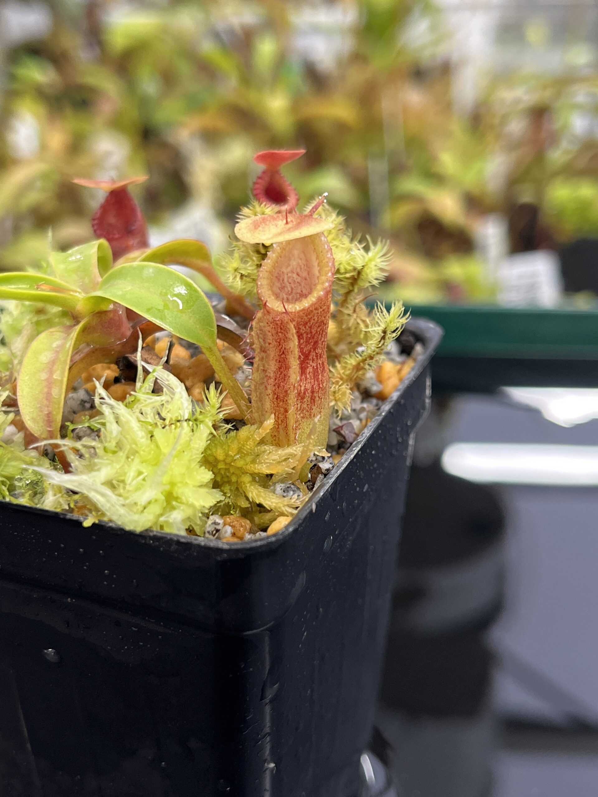 Close Up of Nepenthes (diabolica x hamata) x edwardsiana | Andreas Wistuba | AW-01 | H23964