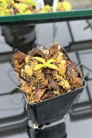 Close Up of Nepenthes (diabolica x hamata) x eymae G. Tambusisi pod #2 | MKS | Florae | Florae Collaborative | FC-436 | H24790