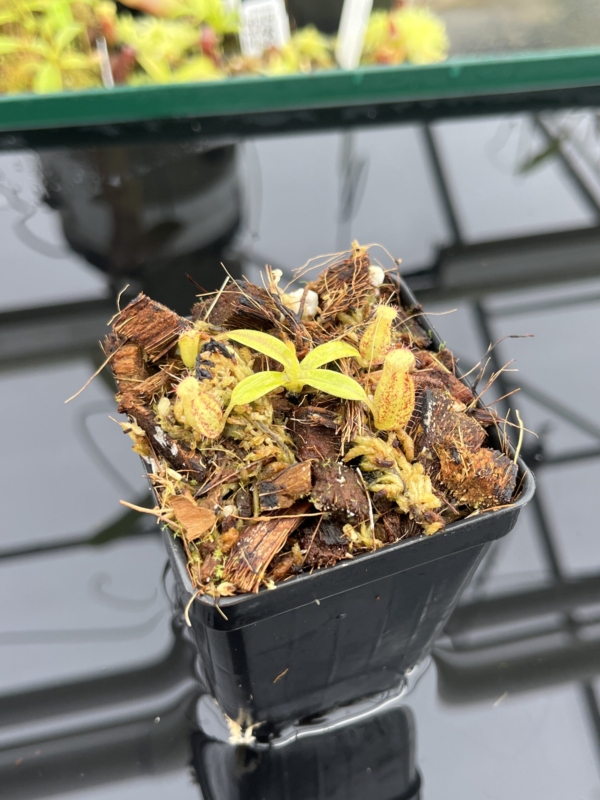 Close Up of Nepenthes (diabolica x hamata) x eymae G. Tambusisi pod #2 | MKS | Florae | Florae Collaborative | FC-436 | H24790