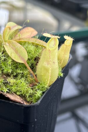 Close Up of Nepenthes (diabolica x hamata) x eymae G. Tambusisi pod #2 | MKS | Florae | Florae Collaborative | FC-436 | H24792