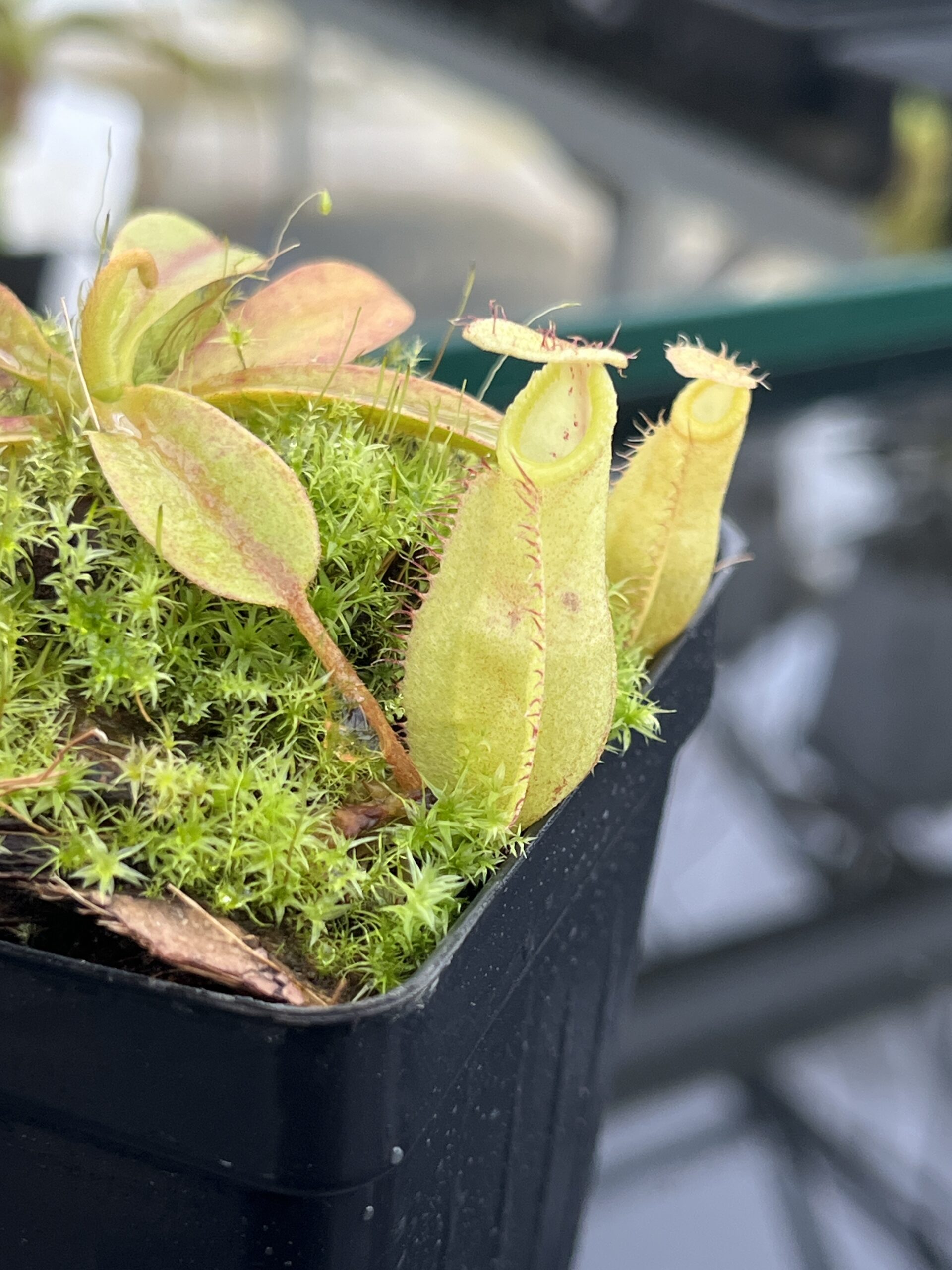 Close Up of Nepenthes (diabolica x hamata) x eymae G. Tambusisi pod #2 | MKS | Florae | Florae Collaborative | FC-436 | H24792