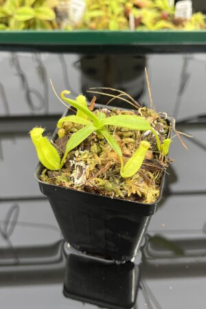 Close Up of Nepenthes (diabolica x hamata) x eymae G. Tambusisi pod. #1 | MKS | Florae | Florae Collaborative | FC-431 | H23986