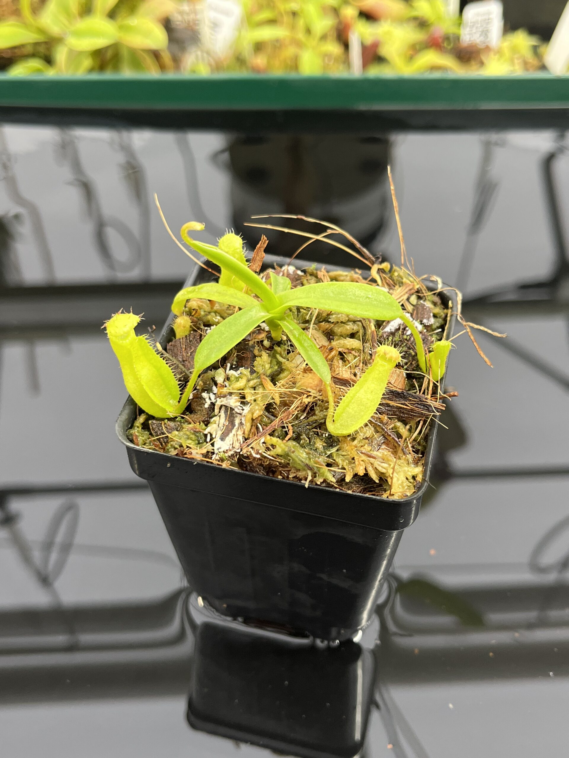 Close Up of Nepenthes (diabolica x hamata) x eymae G. Tambusisi pod. #1 | MKS | Florae | Florae Collaborative | FC-431 | H23986
