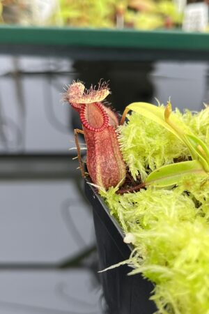 Close Up of Nepenthes (diabolica x hamata) x hamata | Andreas Wistuba | AW-ISC | H24707