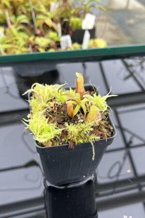 Close Up of Nepenthes diatas | Florae Collaborative | FC-219.IC | H24793