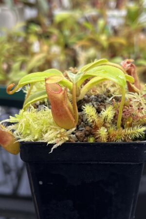 Close Up of Nepenthes edwardsiana (Kinab.) | Andreas Wistuba | AW-RSC | H23967