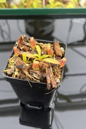 Close Up of Nepenthes edwardsiana x jacquelineae | Assorted Clones | Jeremiah Harris | JH-413 | H23985