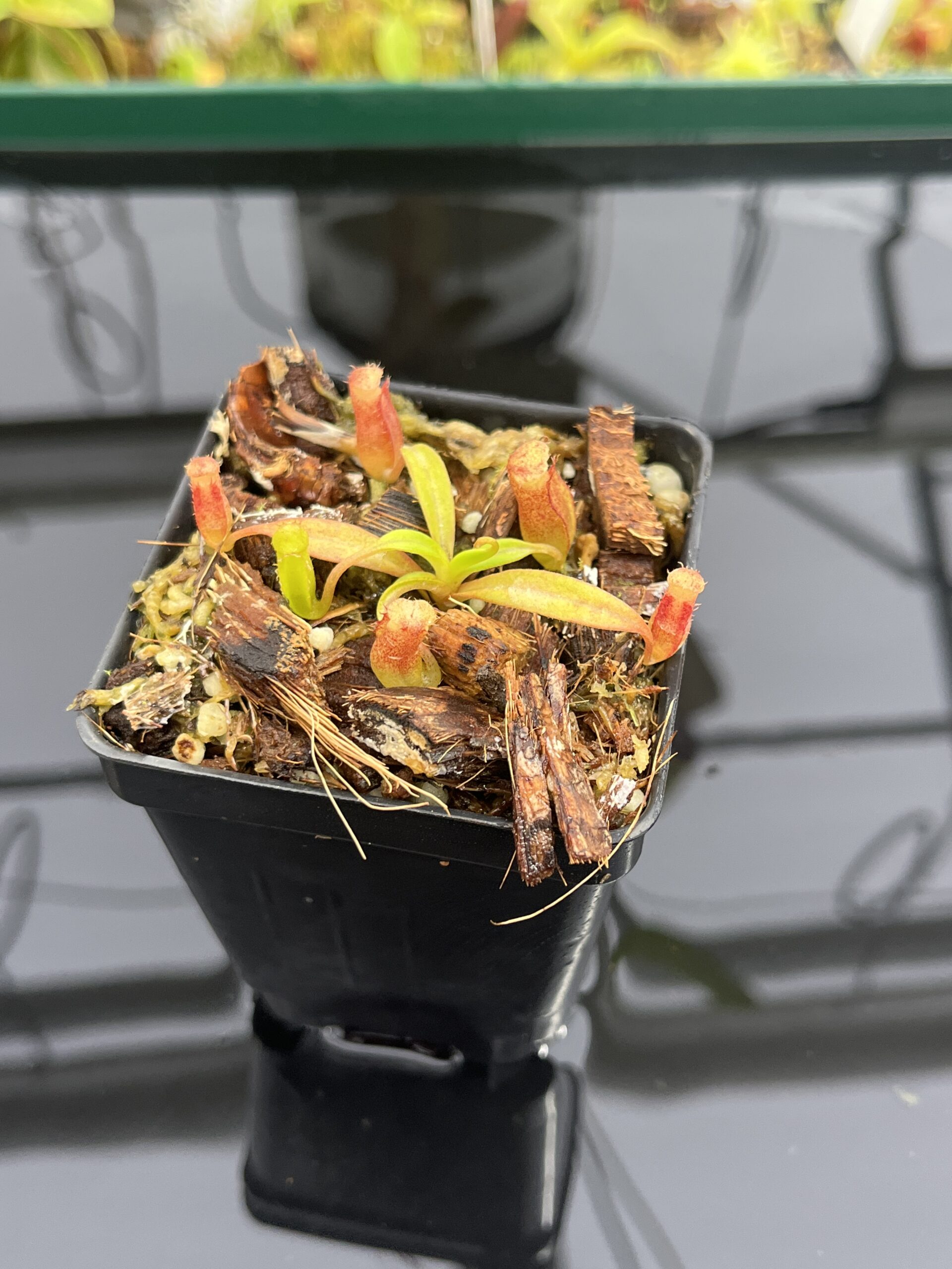 Close Up of Nepenthes edwardsiana x jacquelineae | Assorted Clones | Jeremiah Harris | JH-413 | H23985
