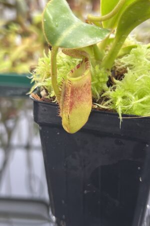 Close Up of Nepenthes ephippiata (Gunung Raya, Borneo) | Andreas Wistuba | AW-02 | H23972