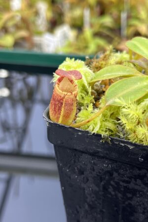 Close Up of Nepenthes ephippiata (Gunung Raya, Borneo) | Andreas Wistuba | AW-02 | H24711