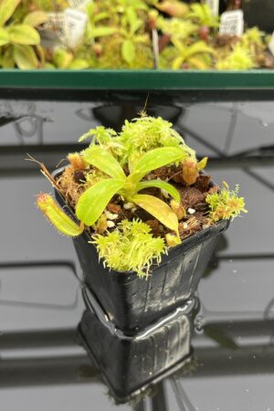 Close Up of Nepenthes ephippiata Hose Mountains | JH | Jeremiah Harris | JH-45.01 | H23989