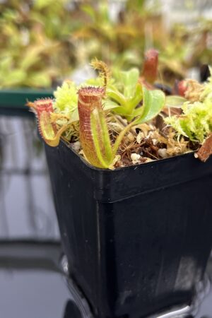Close Up of Nepenthes ephippiata Hose Mountains | Jeremiah Harris | Clone 4 | Florae Collaborative | FC-45.04 | H23991