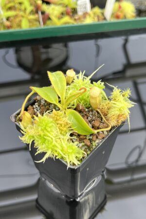Close Up of Nepenthes erucoides (Dinagat, Philippines) | Andreas Wistuba | AW-02 | L24712