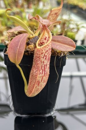 Close Up of Nepenthes eymae | Borneo Exotics | BE-3736 | IN24765