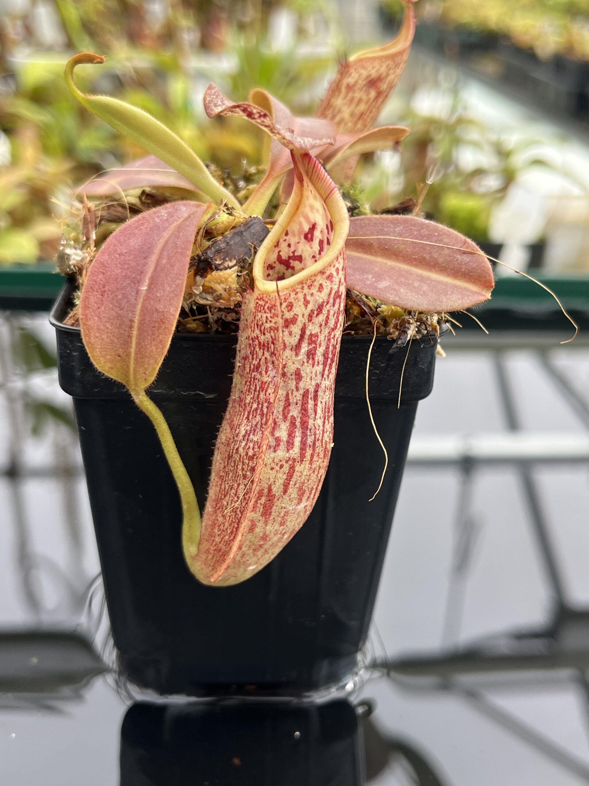 Close Up of Nepenthes eymae | Borneo Exotics | BE-3736 | IN24765