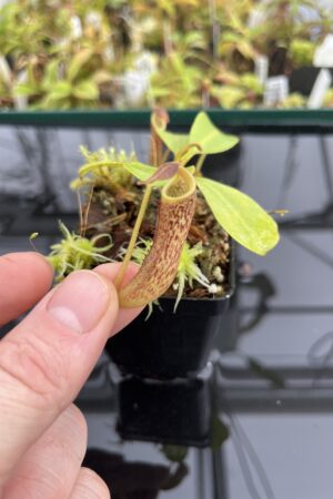 Close Up of Nepenthes fusca {Gunung Alab, Crocker Range, Sabah, Borneo, 1700 m} | Best Carnivorous Plants | BCP-320 | IN24768