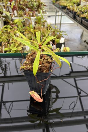 Close Up of Nepenthes glabrata | Borneo Exotics | BE-4592 | H23941