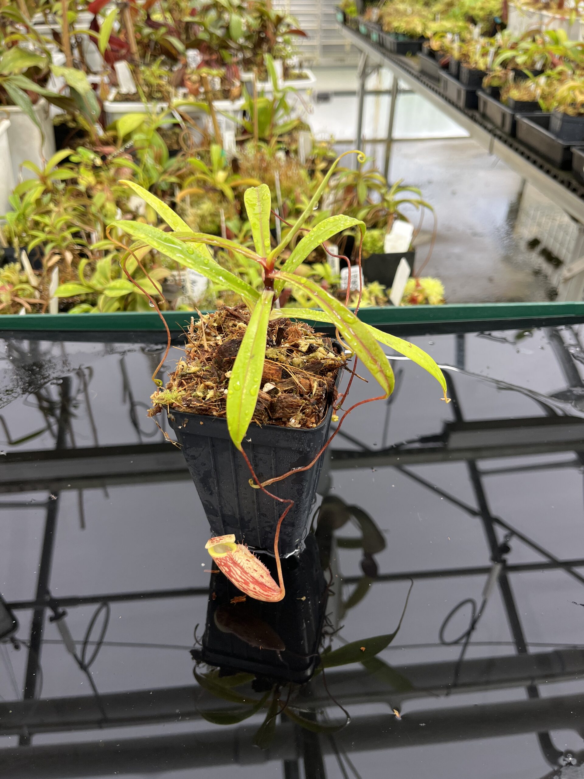 Close Up of Nepenthes glabrata | Borneo Exotics | BE-4592 | H23941