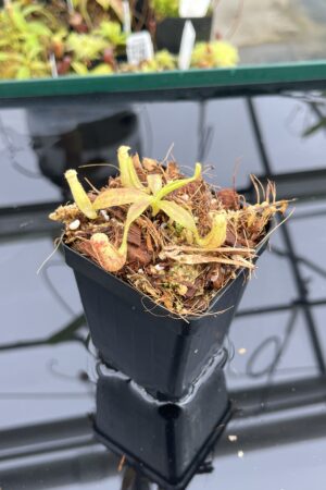 Close Up of Nepenthes glandulifera (Hort.) | Jeremiah Harris | JH-495 | H24794