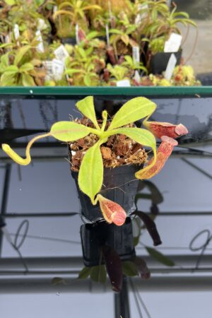 Close Up of Nepenthes glandulifera x ephippiata | Borneo Exotics | BE-4655 | H23766