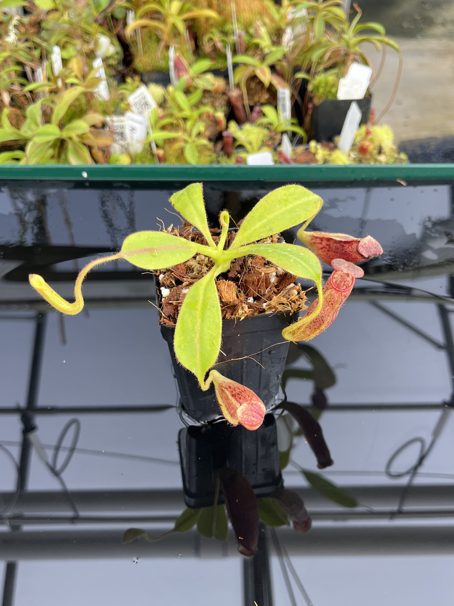 Close Up of Nepenthes glandulifera x ephippiata | Borneo Exotics | BE-4655 | H23766