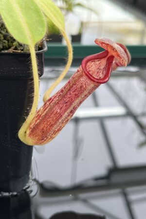 Close Up of Nepenthes glandulifera x (lowii x Gothica) - 'Warped Peristome' | Florae Collaborative | FC-187 | IN24758