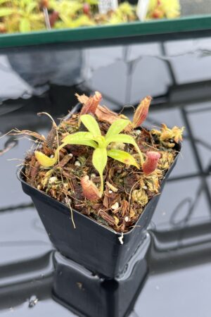 Close Up of Nepenthes glandulifera x xtrusmadiensis | Florae Collaborative | FC-171.03 | IN24762