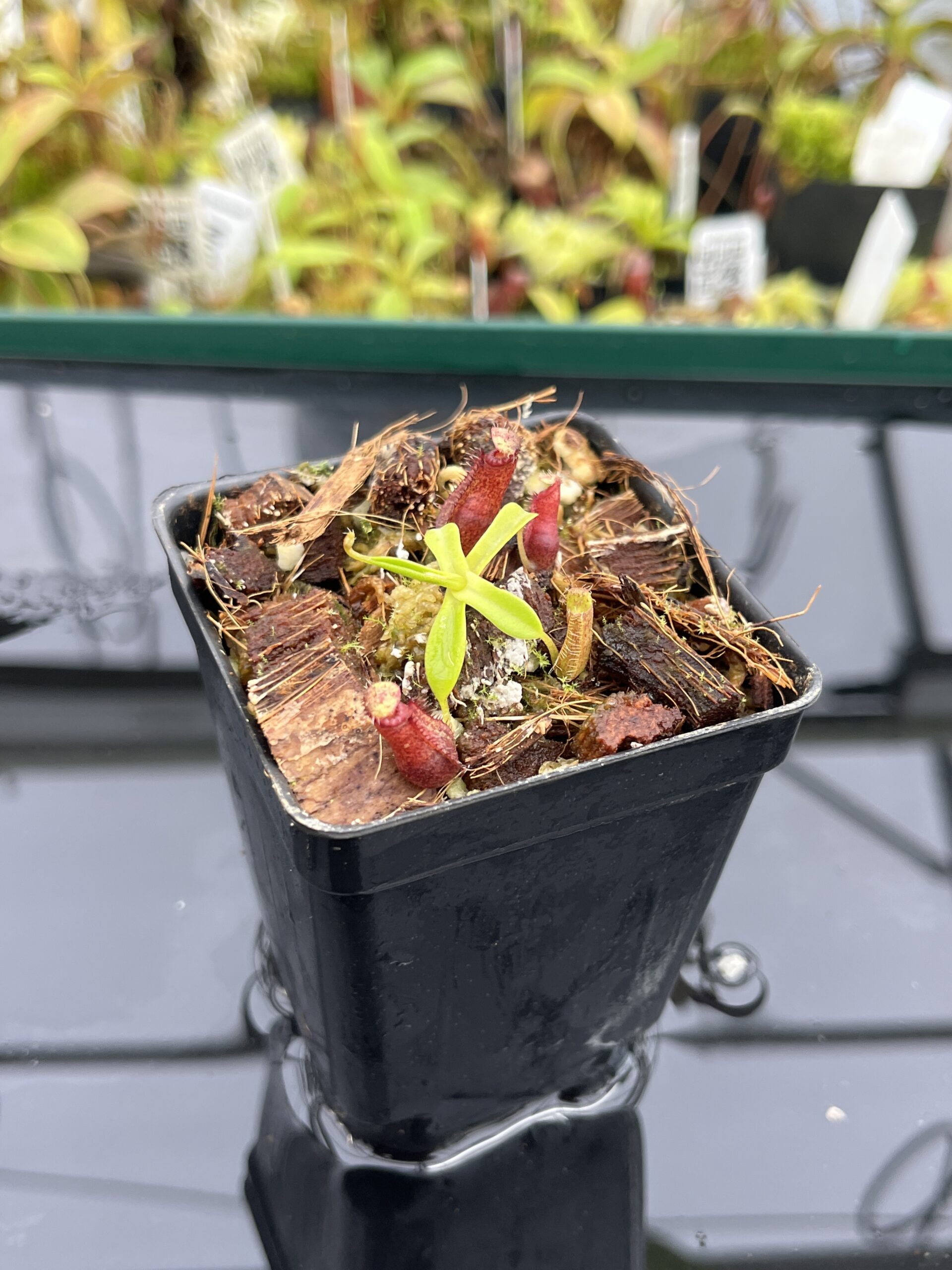 Close Up of Nepenthes hamata katopasa x hamata katopasa | JH | Clone 1 | Jeremiah Harris | JH-337.01 | H24796