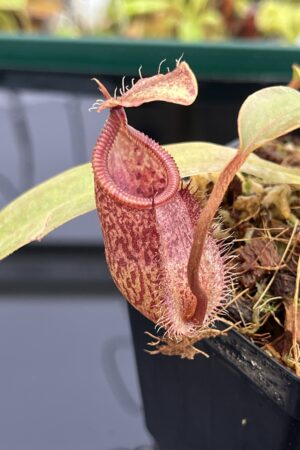 Close Up of Nepenthes hamata x attenboroughii | Borneo Exotics | BE-4636 | H23878