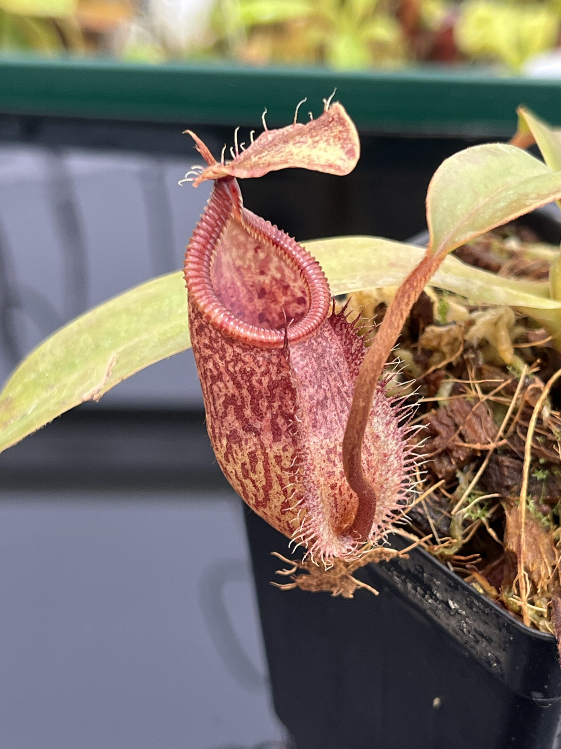 Close Up of Nepenthes hamata x attenboroughii | Borneo Exotics | BE-4636 | H23878