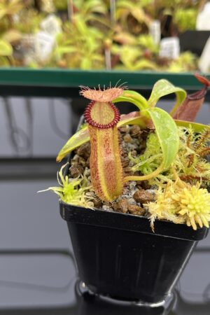 Close Up of Nepenthes hamata x edwardsiana | Andreas Wistuba | AW-07 | H23965