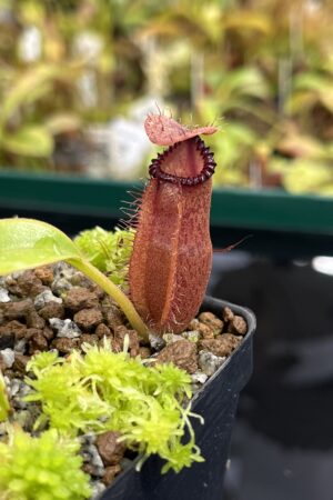 Close Up of Nepenthes hamata x edwardsiana | Andreas Wistuba | AW-17 | H23966