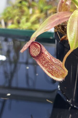 Close Up of Nepenthes hamata x klossii | Borneo Exotics | BE-4562 | IN23856