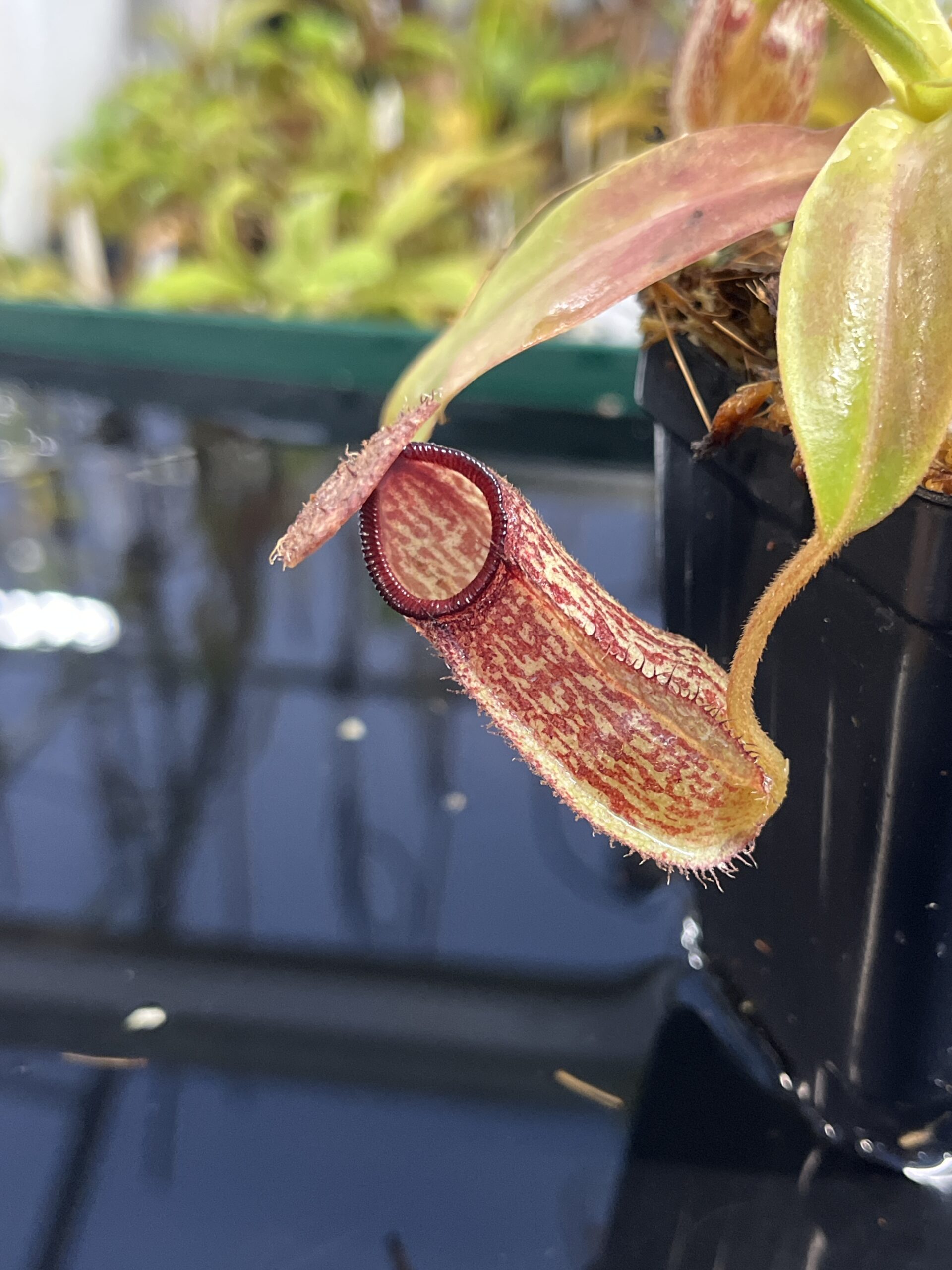 Close Up of Nepenthes hamata x klossii | Borneo Exotics | BE-4562 | IN23856