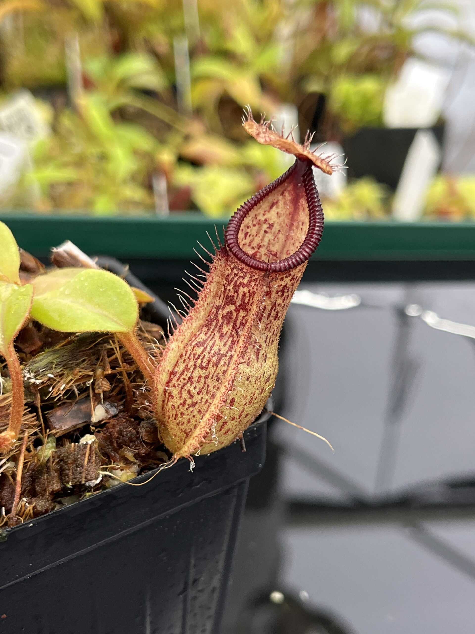 Close Up of Nepenthes hamata x truncata | Borneo Exotics | BE-4564 | IN23930