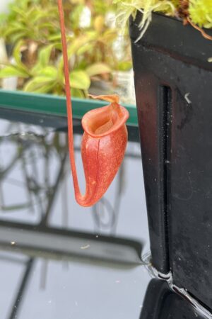 Close Up of Nepenthes jacquelineae | Borneo Exotics | BE-3874 | H24697