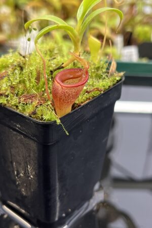 Close Up of Nepenthes jamban | Borneo Exotics | BE-3875 | H23971