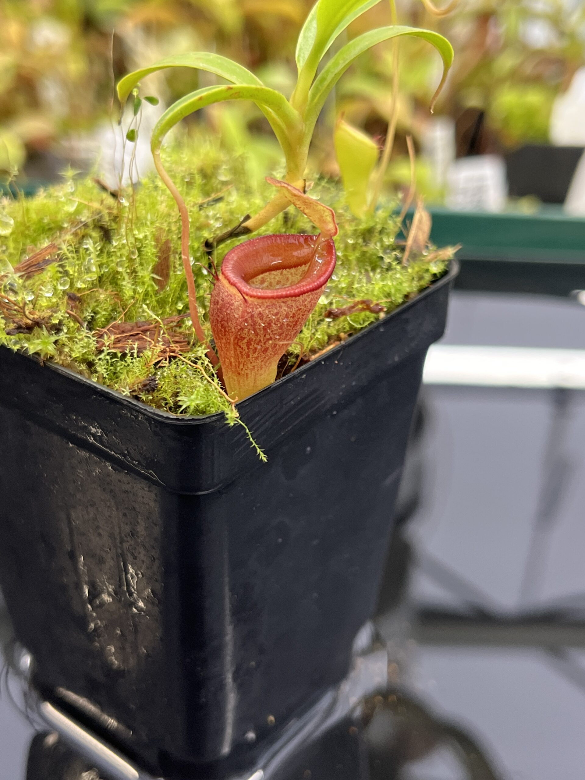 Close Up of Nepenthes jamban | Borneo Exotics | BE-3875 | H23971