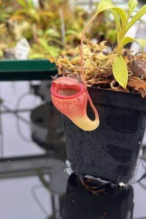 Close Up of Nepenthes jamban | Borneo Exotics | BE-3875 | H23974