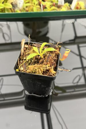 Close Up of Nepenthes jamban x villosa | Andreas Wistuba | AW-(ISC) | H23983