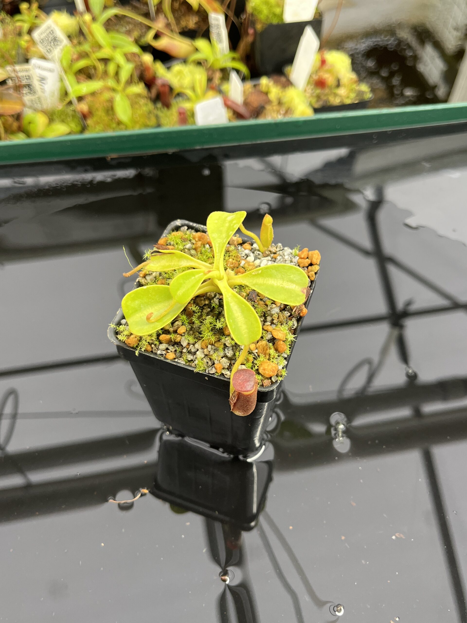 Nepenthes lowii | Borneo Exotics | BE-3100 | H23881