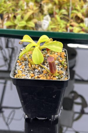 Close Up of Nepenthes lowii | Borneo Exotics | BE-3100 | H23994