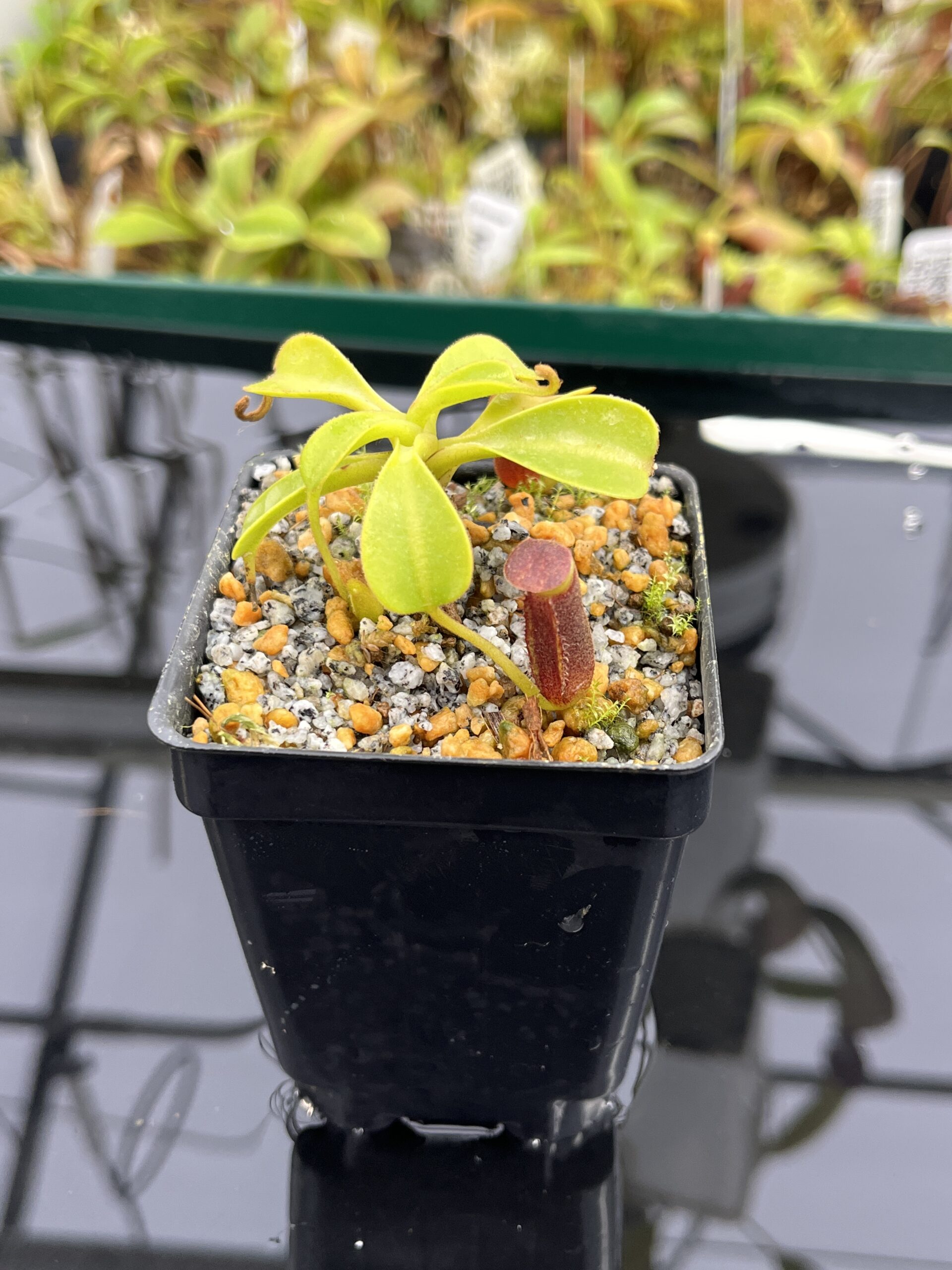 Close Up of Nepenthes lowii | Borneo Exotics | BE-3100 | H23994