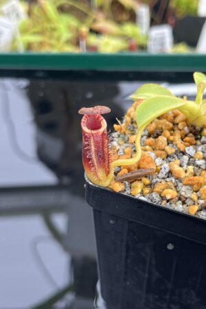 Close Up of Nepenthes lowii | Borneo Exotics | BE-4629 | H24787