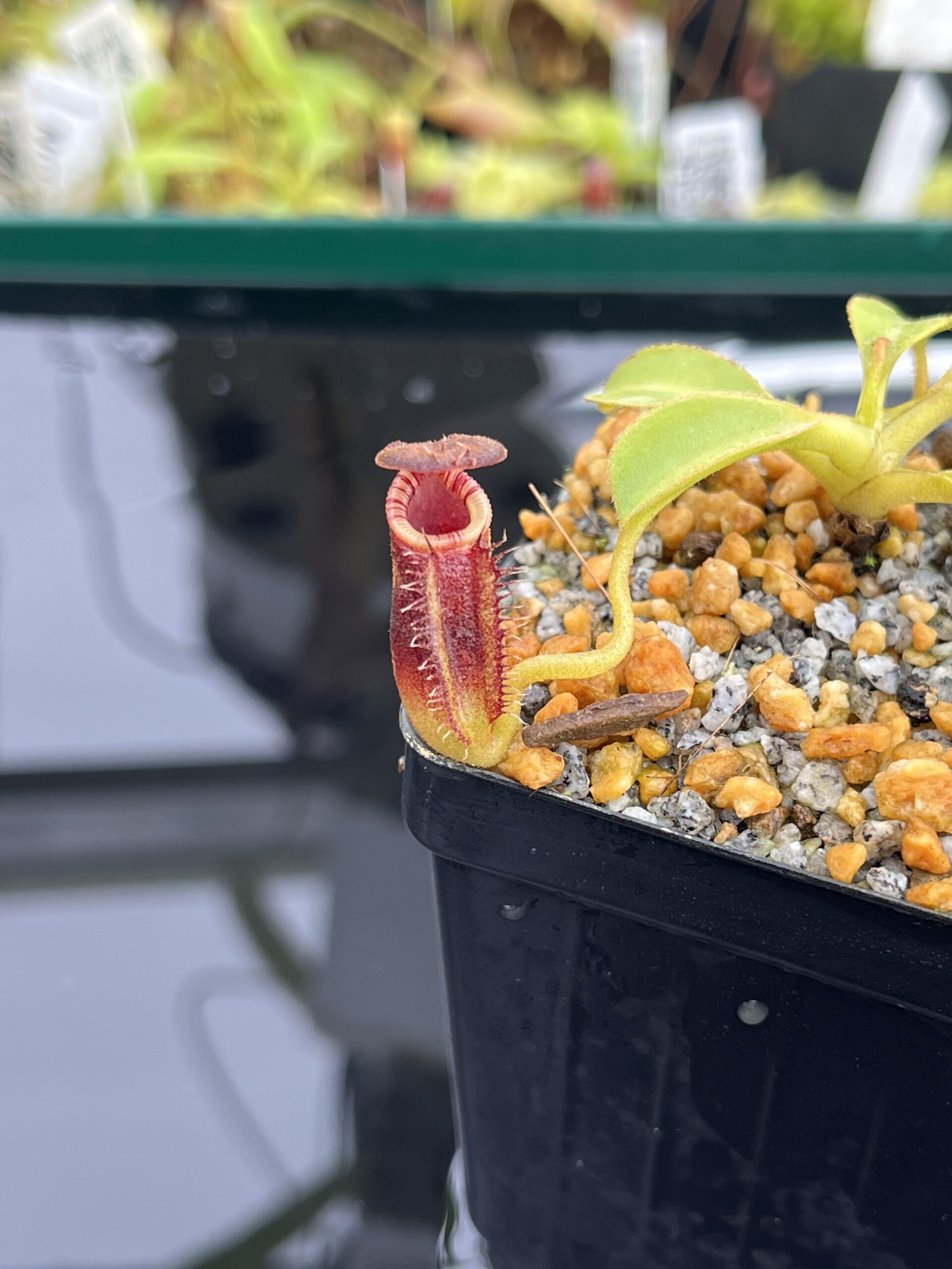 Close Up of Nepenthes lowii | Borneo Exotics | BE-4629 | H24787