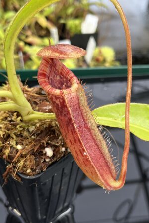Close Up of Nepenthes (lowii x macrophylla) x burbidgeae | Borneo Exotics | BE-4610 | H23943