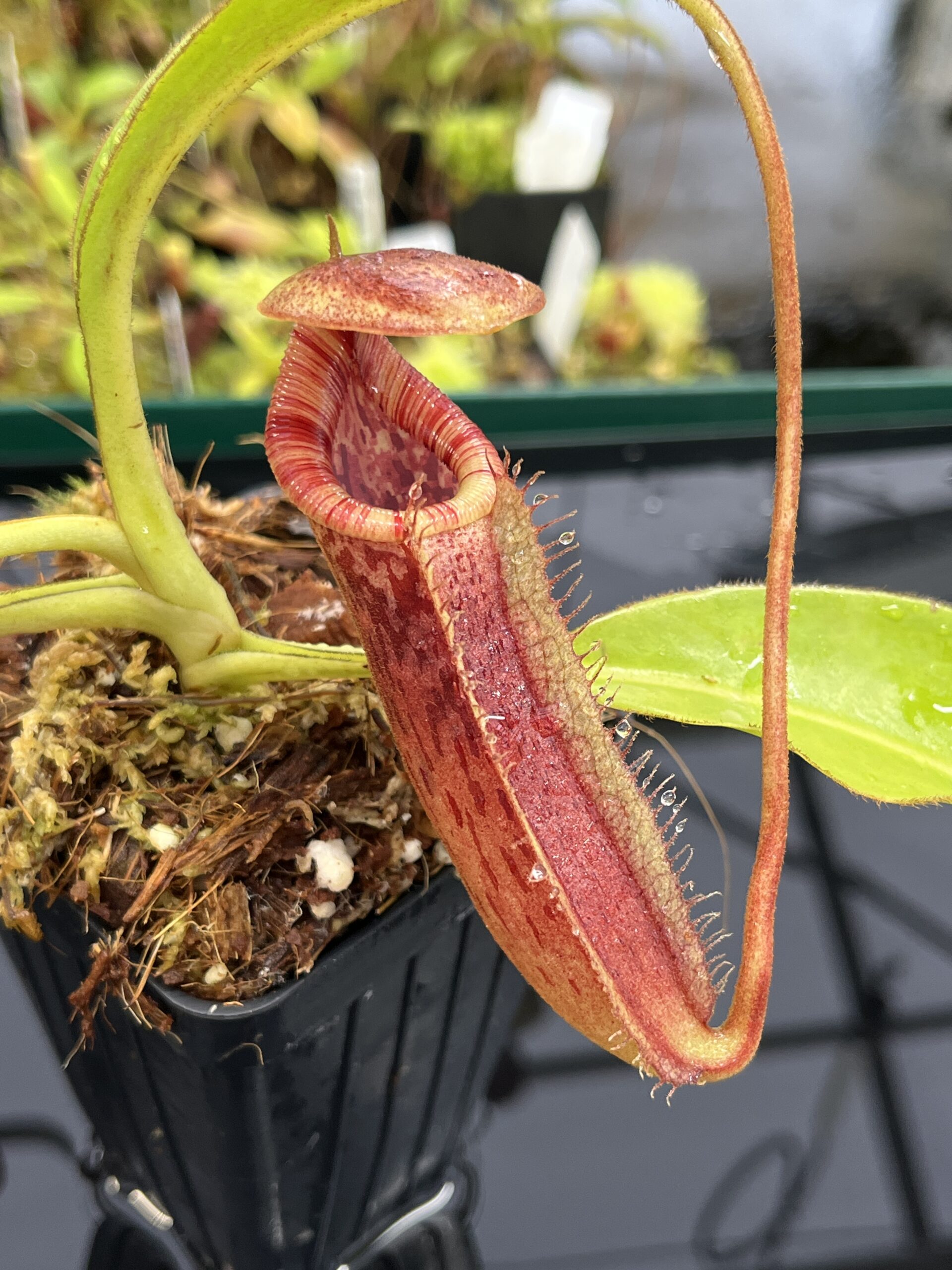 Close Up of Nepenthes (lowii x macrophylla) x burbidgeae | Borneo Exotics | BE-4610 | H23943